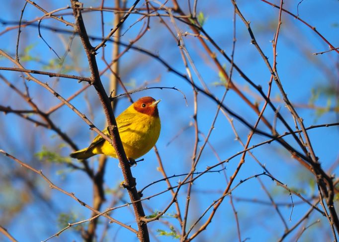 Chipe amarillo, otra razón para preservar los manglares
